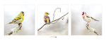 Boutique Cartes (Faire-part) 